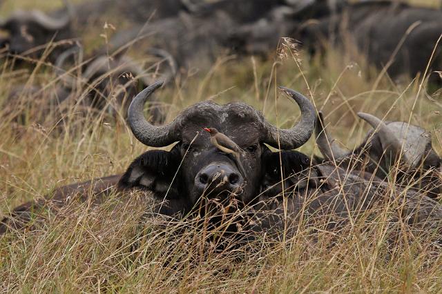 034 Kenia, Masai Mara, buffels.jpg